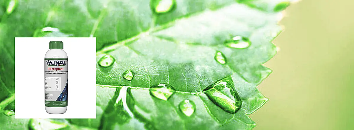 Wuxal Microplant