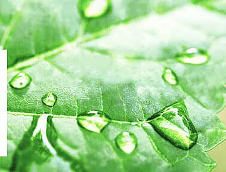 alt_Wuxal Microplant