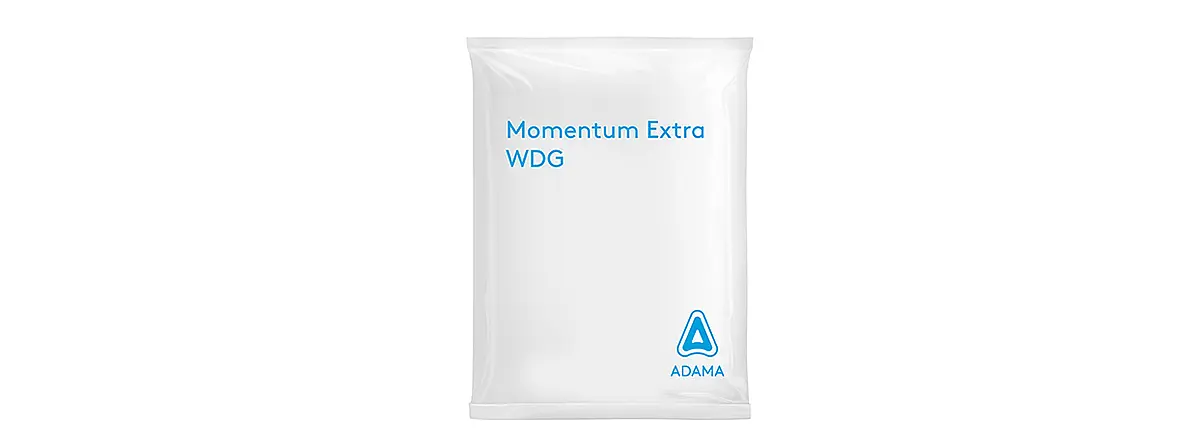 Momentum Extra WDG