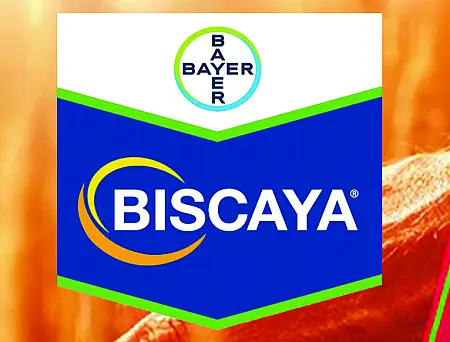 alt_Biscaya OD 240