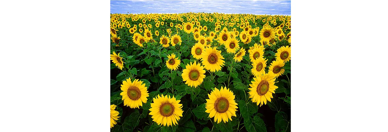 Floarea soarelui