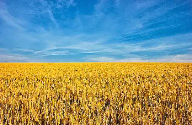 AGCO suspendă livrările către Rusia